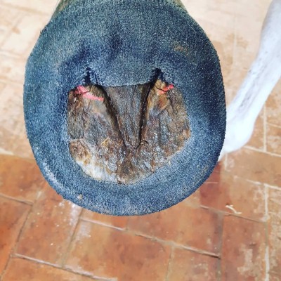 PHW - Perfect Hoof Wear Polywraps