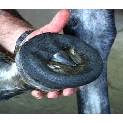 PHW - Perfect Hoof Wear Polywraps